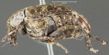 Media type: image;   Entomology 25056 Aspect: habitus lateral view